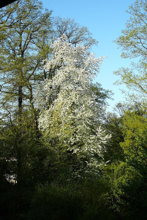 Ferienwohnung Am Krippenhof Baden-Baden Rom bilde